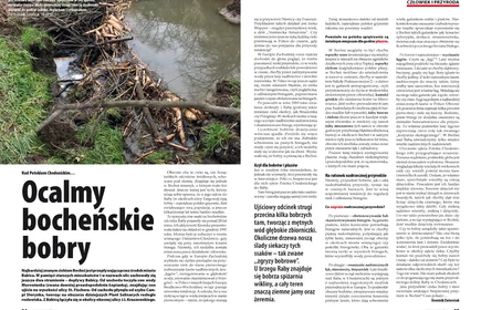 Artykuł o Bocheńskich bobrach