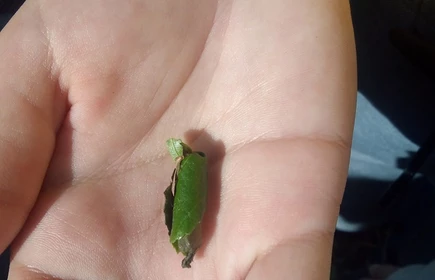 Zdjęcie dłoni trzymającej zwinięty liść 