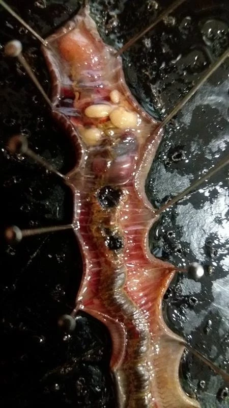 Podsumowanie warsztatów dla licelistów Rozwiń skrzydła - nieograniczone możliwości na UJ 3