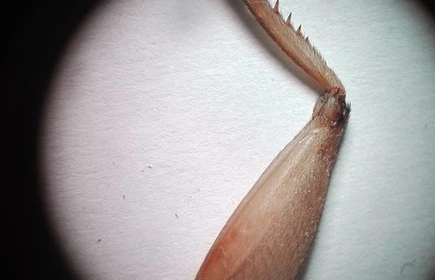 Zajęcia z biologii na UJ - galeria 7