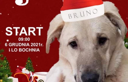 piesek z czapką mikołaja