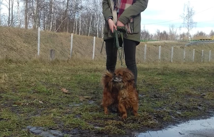 Nie kupuj &ndash; zaadoptuj - galeria 2