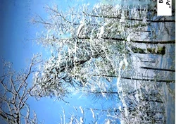 Na zdjęciu drzewa pokryte śniegiem 