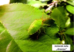 Na zdjęciu zielony robaczek na tle zielonego liścia