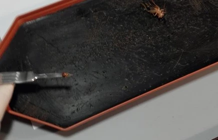 Zajęcia z biologii na UJ - galeria 5