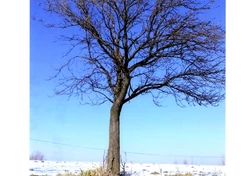 Zdjęcie samotnego drzewa