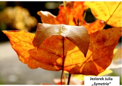 Na zdjęciu jesienny liść 