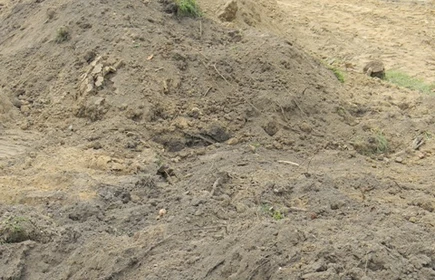 Zieleńce przed naszą szkołą 2