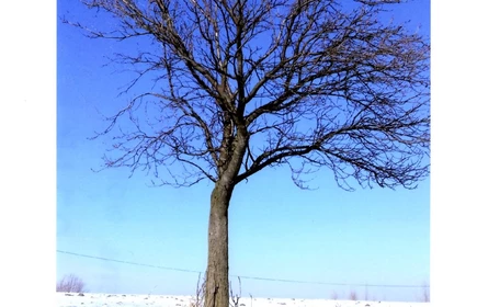 Zdjęcie samotnego drzewa