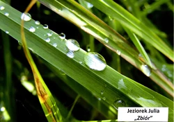 Na zdjęciu trawa pokryta wodą 