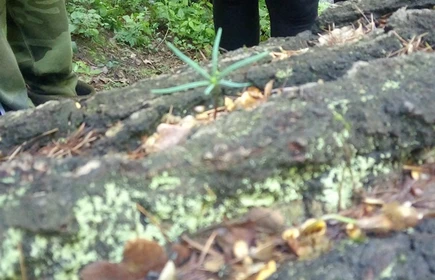 Zdjęcie kory drzewa, z kt&oacute;rej wyrasta drobna roślina 