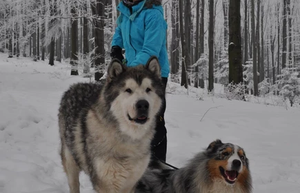 Nie kupuj – zaadoptuj - galeria 1